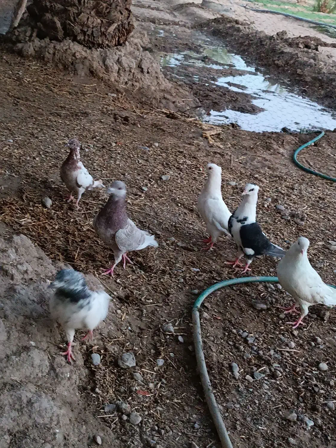 کفتر معامله با مرغ محلی|پرنده|ایرانشهر, |دیوار