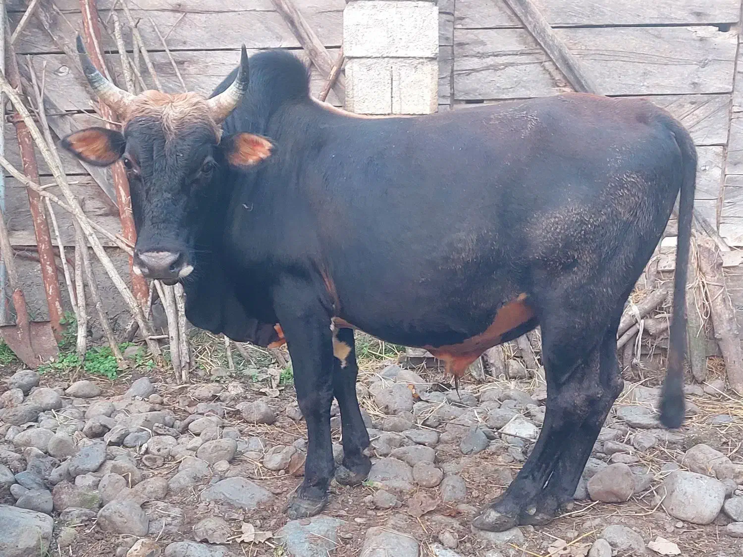 دو عدد گاو نر|حیوانات مزرعه|اطاقور, |دیوار