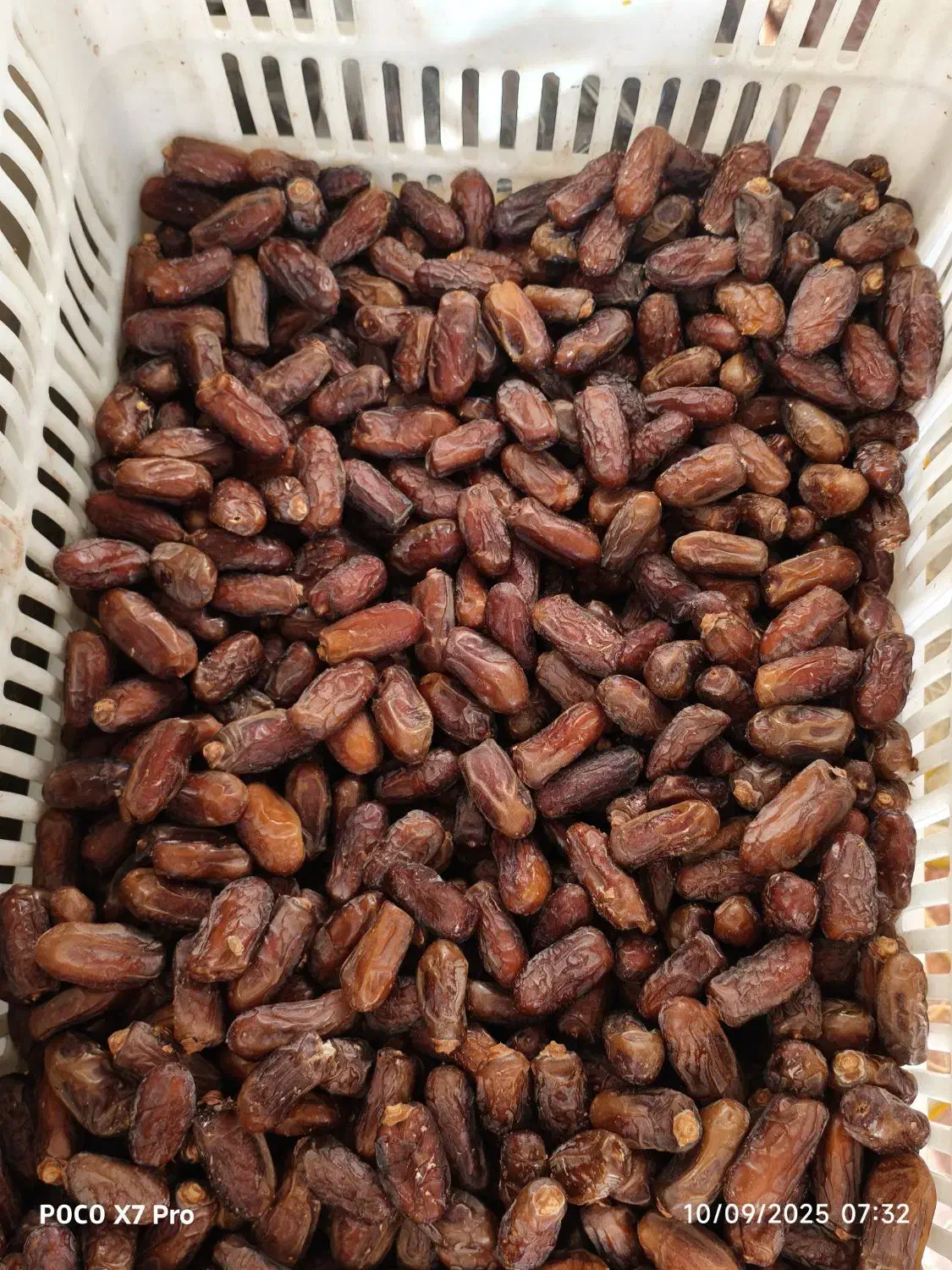 خرمای پیارم(کشتی)|خوردنی و آشامیدنی|افزر, |دیوار