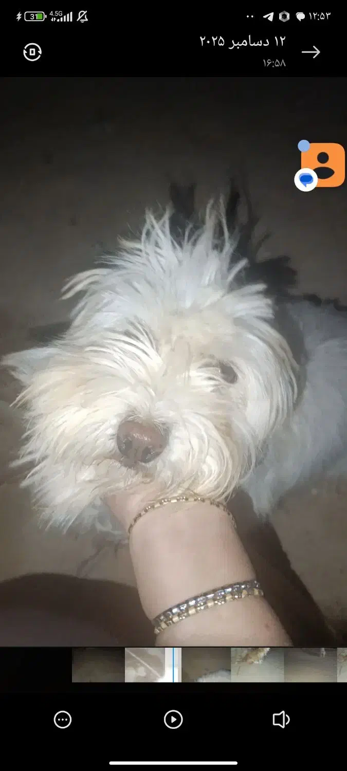 سگ تریر|سگ|مشهد, شهرک امام هادی (شهرک غرب)|دیوار