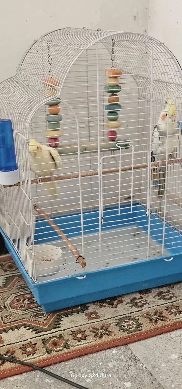 عروس هلندی مولد شیش تخم|پرنده|نورآباد, |دیوار