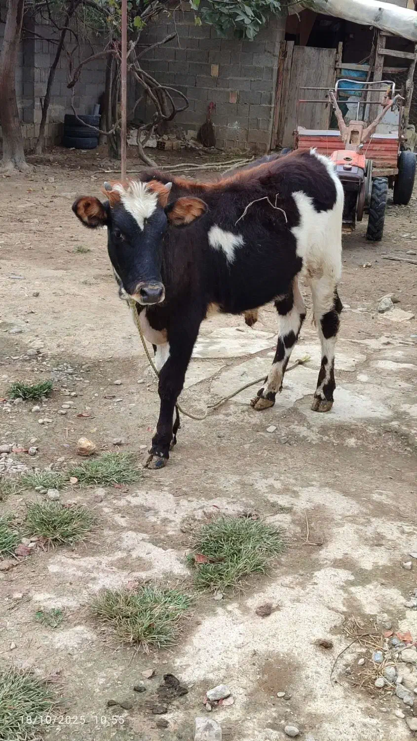 دمدار|حیوانات مزرعه|رشت, لاکان|دیوار