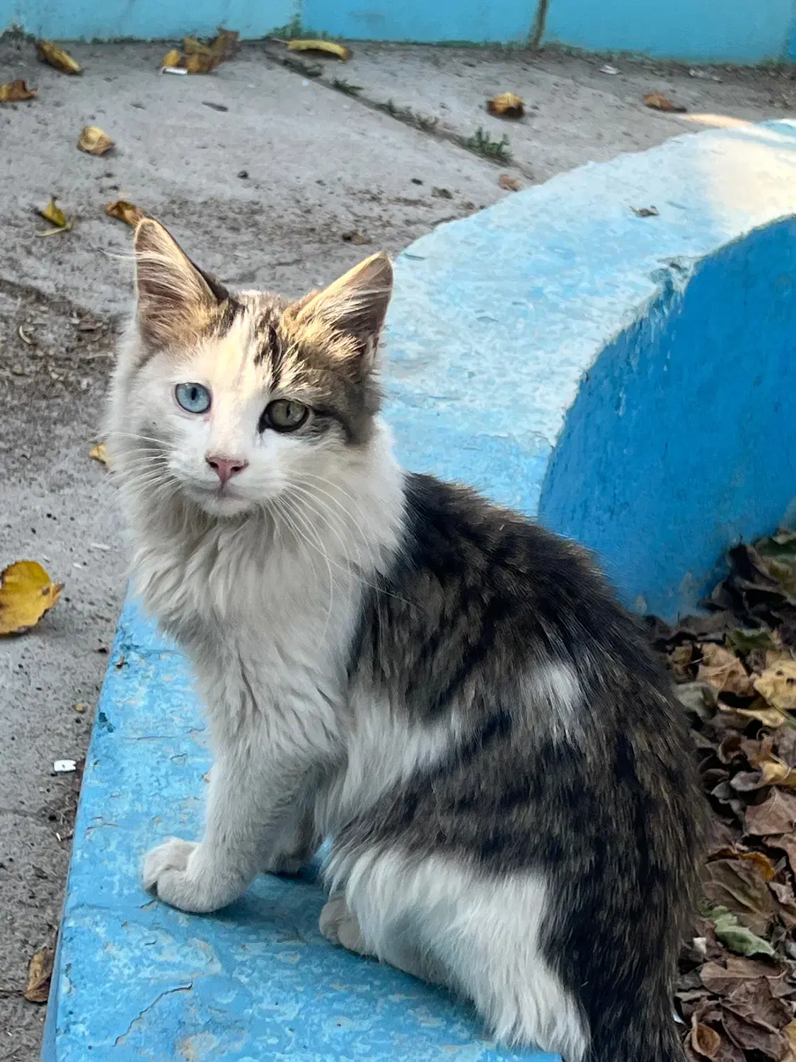 گربه|گربه|خسروشاه, |دیوار