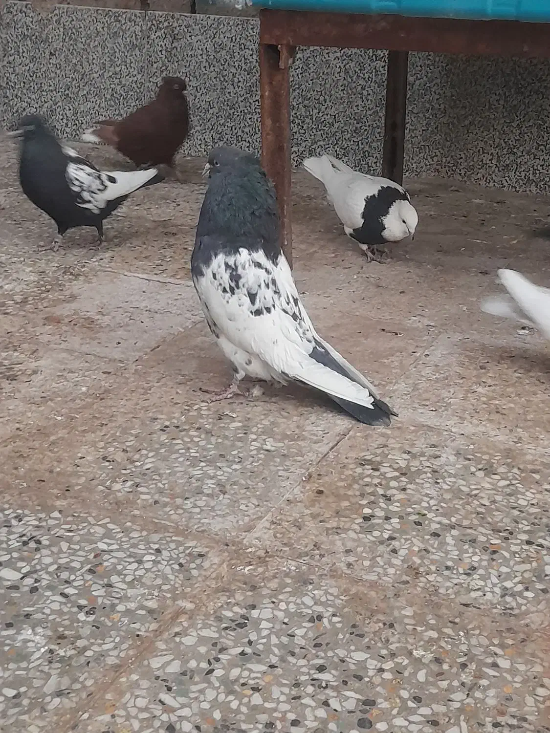 کفترسر دم سبز|پرنده|زرند, |دیوار