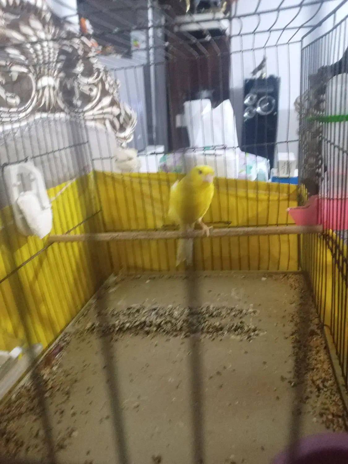 قناری رسمی بلند|پرنده|ورامین, شهرک مدرس|دیوار