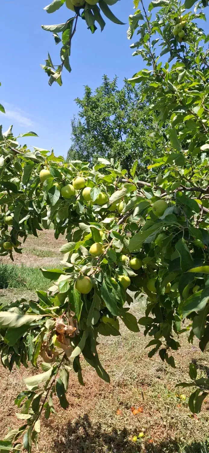 زمین زراعی باغ|فروش خانه و ویلا|پلدشت, |دیوار