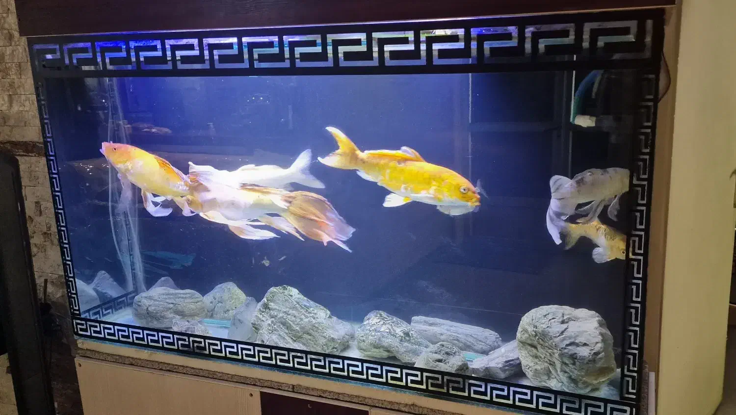 ماهی کوی|ماهی|تهران, نصرت|دیوار