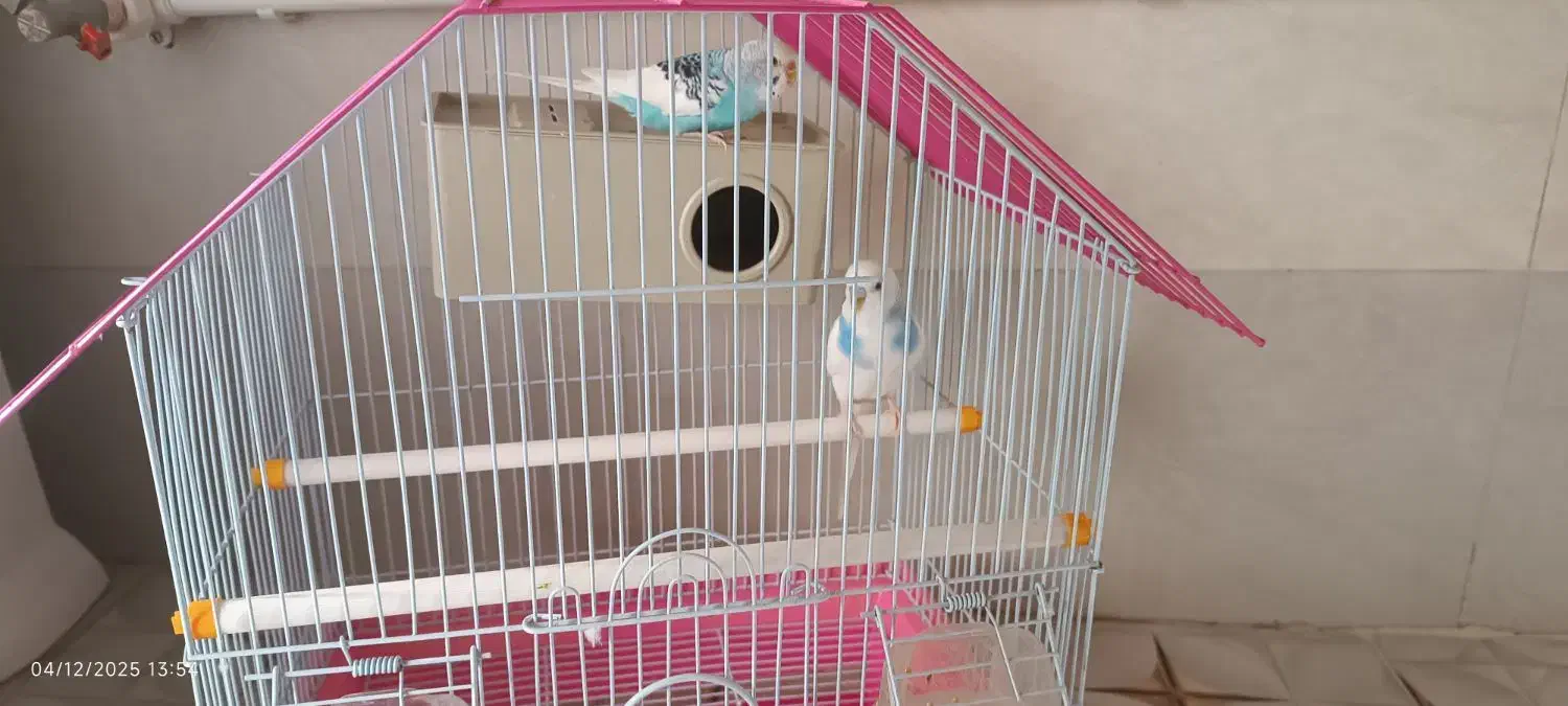 مرغ عشق|پرنده|سنندج, |دیوار