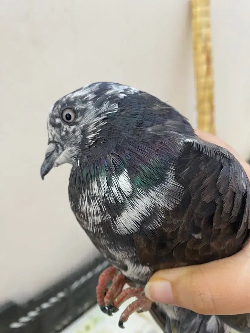 کبوتر ابلغ|پرنده|قم, زنبیل آباد|دیوار