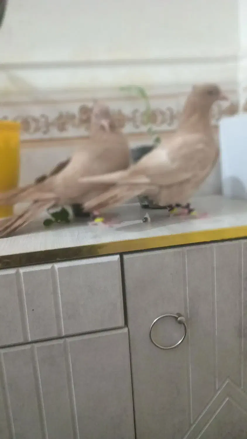 سینه زرد|پرنده|شوشتر, |دیوار