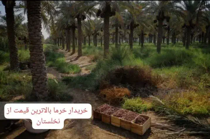 خرید خرما|خوردنی و آشامیدنی|اهواز, باغ شیخ|دیوار