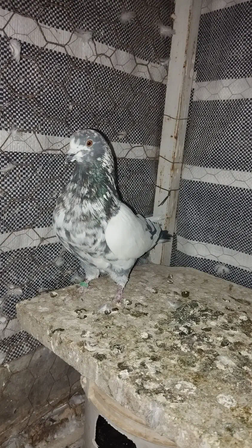 پرشی|پرنده|کمیجان, |دیوار