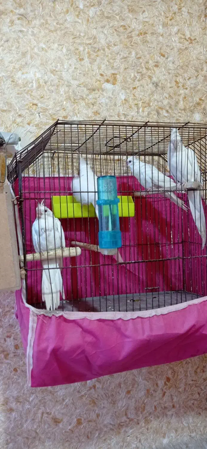 جفت عروس البینو با تخم و جوجه فوق مولد|پرنده|آبادان, |دیوار