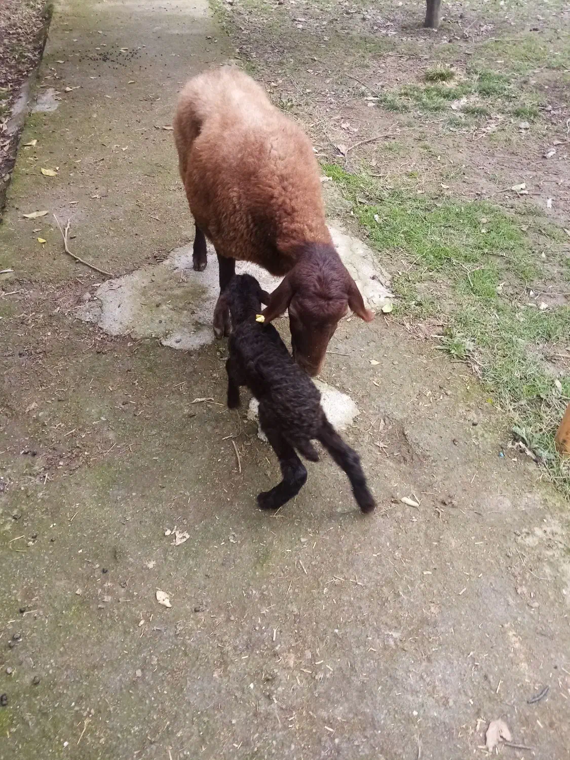 گوسفند با بره|حیوانات مزرعه|سرخنکلاته, |دیوار