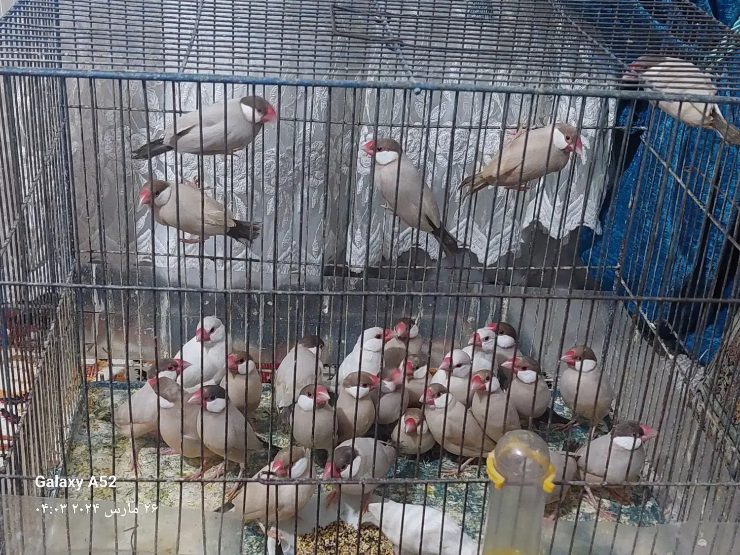 فنچ نرگسی شکلاتی معاوضه|پرنده|مشهد, بهمن|دیوار