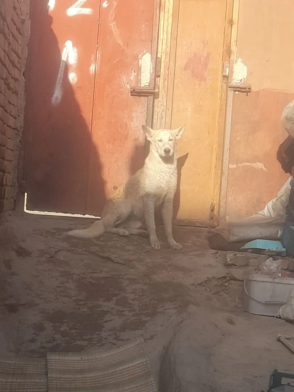 واگزاری|سگ|یزد, |دیوار