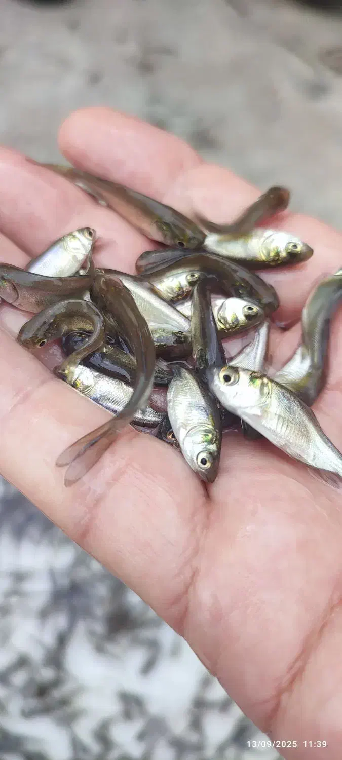 فیتوفاک سایز ۲بند شارژ شد|ماهی|تنکابن, |دیوار