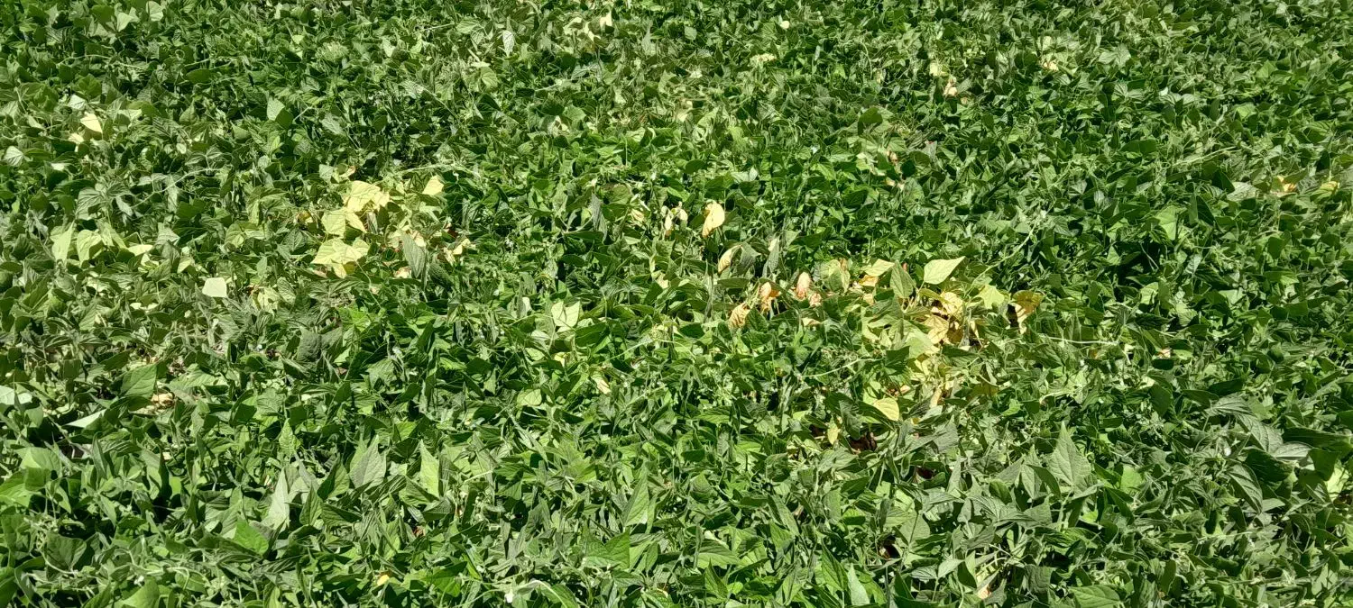 فروش حدود سه خروار کاه لوبیا|حیوانات مزرعه|خرمدره, |دیوار