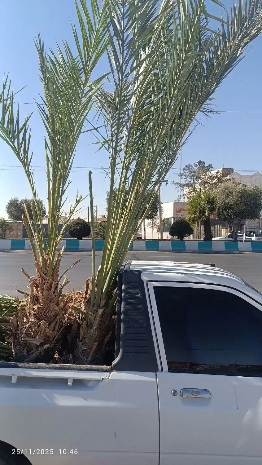 فروش نخل خرما ونهال مرکبات ارسال رایگان|گل و گیاه طبیعی|یزد, |دیوار