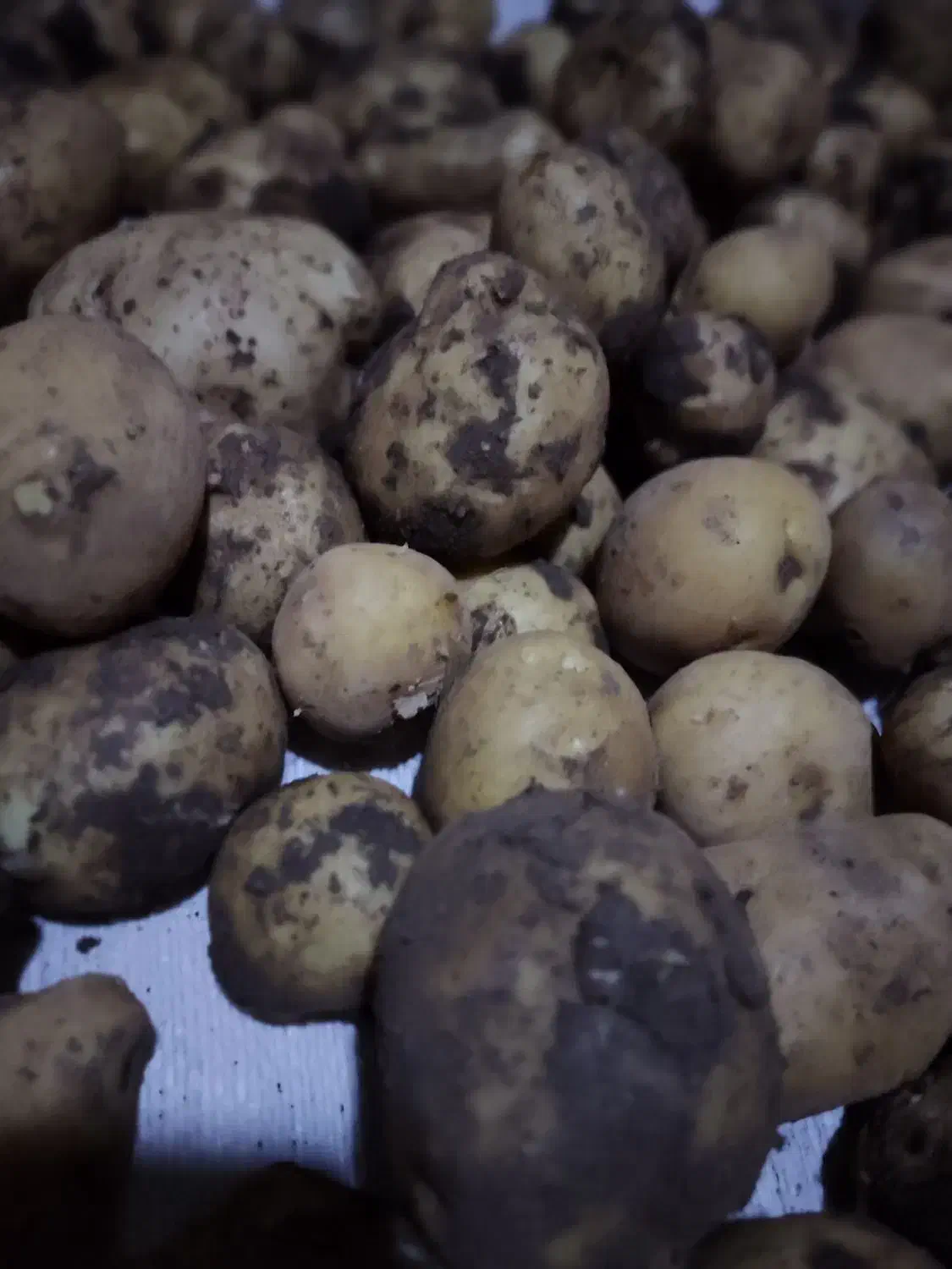 سیب زمینی درجه یک|خوردنی و آشامیدنی|جوانرود, |دیوار