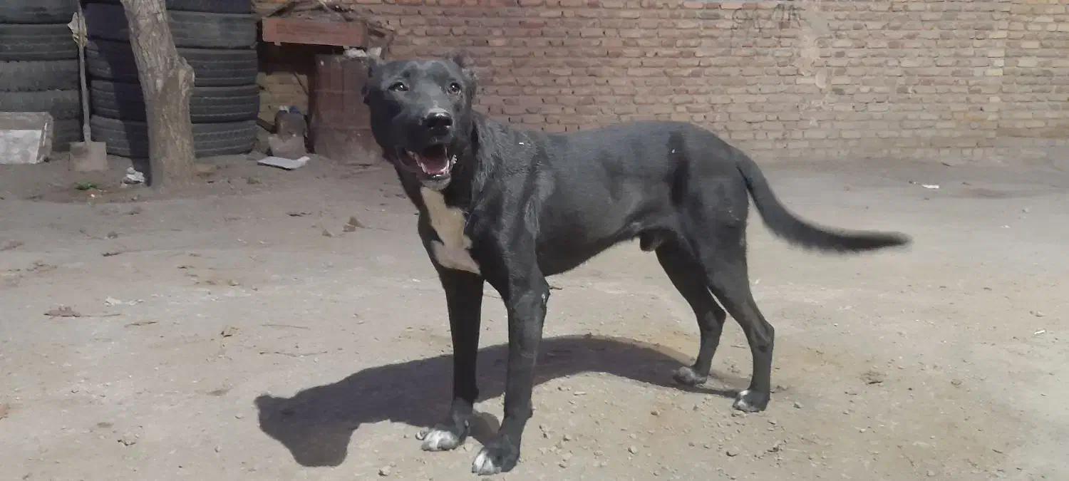 سگنر|سگ|بهار, |دیوار