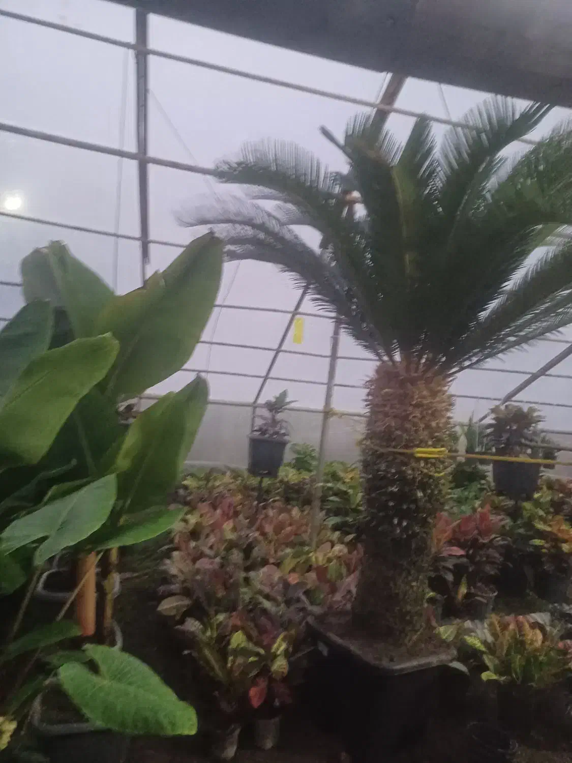 سیکانس بزرگ|گل و گیاه طبیعی|خرمآباد (تنکابن), |دیوار