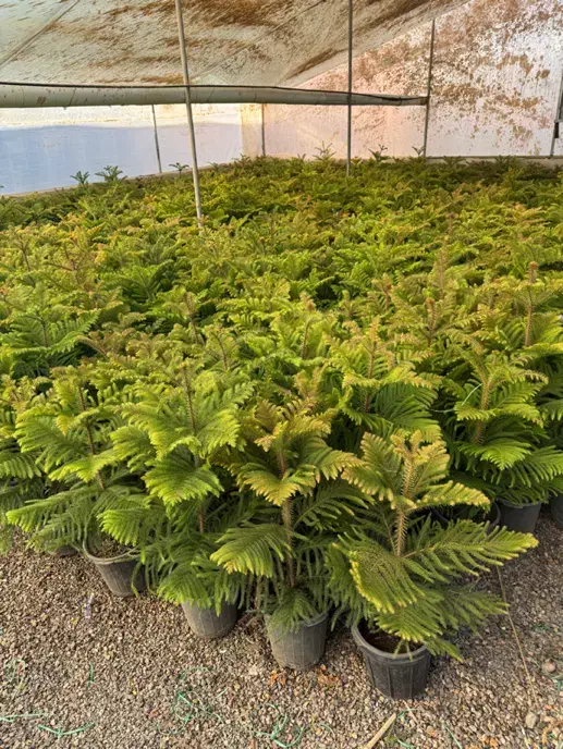 گل و گیاه اپارتمانی کاج مطبق محلات|گل و گیاه طبیعی|محلات, |دیوار