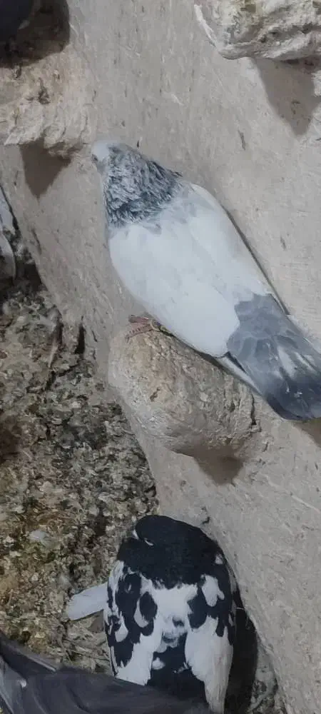 کبوتر سینه ابی|پرنده|داراب, |دیوار