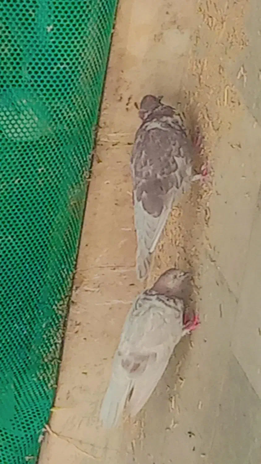 کفتر پرشی خوشگل|پرنده|بروجن, |دیوار