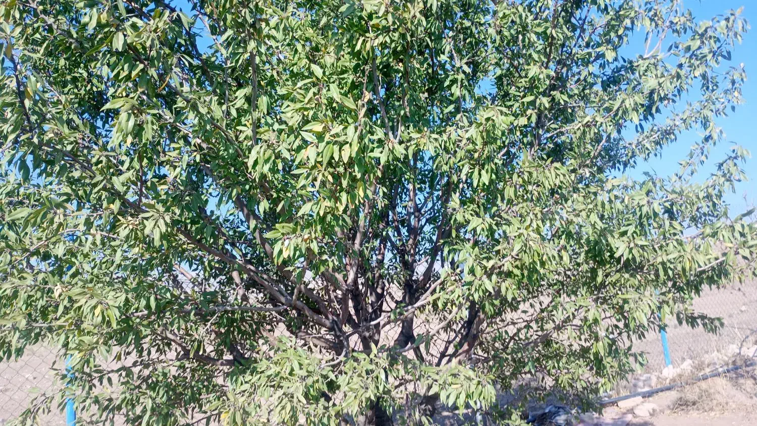 فروش باغ ۲۰۰۰ متری کورانه سند تک برگ|فروش زمین و ملک کلنگی|قزوین, |دیوار
