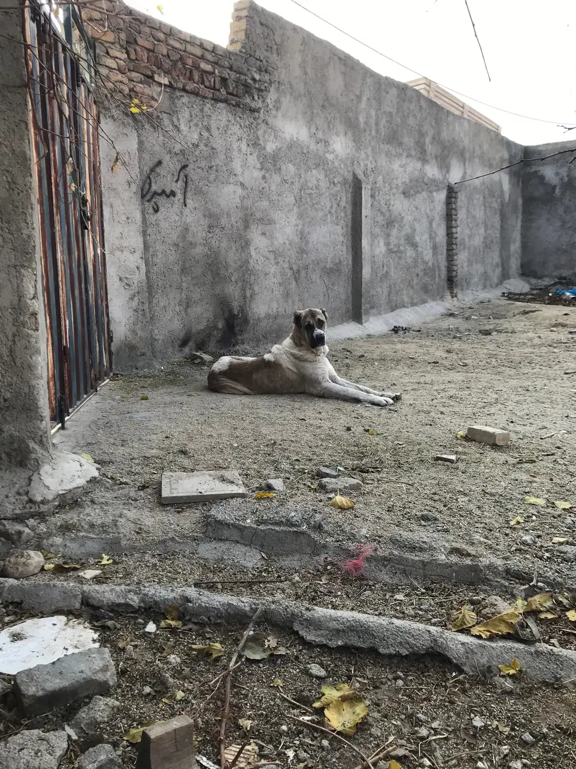 خراسانی افغانی سرابی|سگ|بروجرد, |دیوار