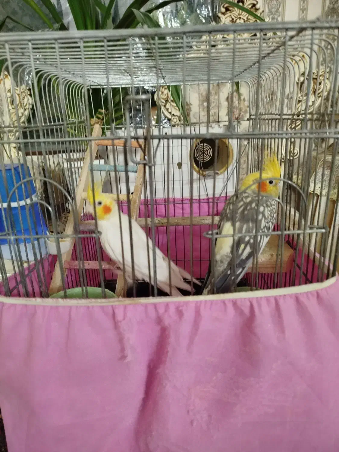 طوطی عروس جفت مولد|پرنده|محمدیه-قزوین, |دیوار