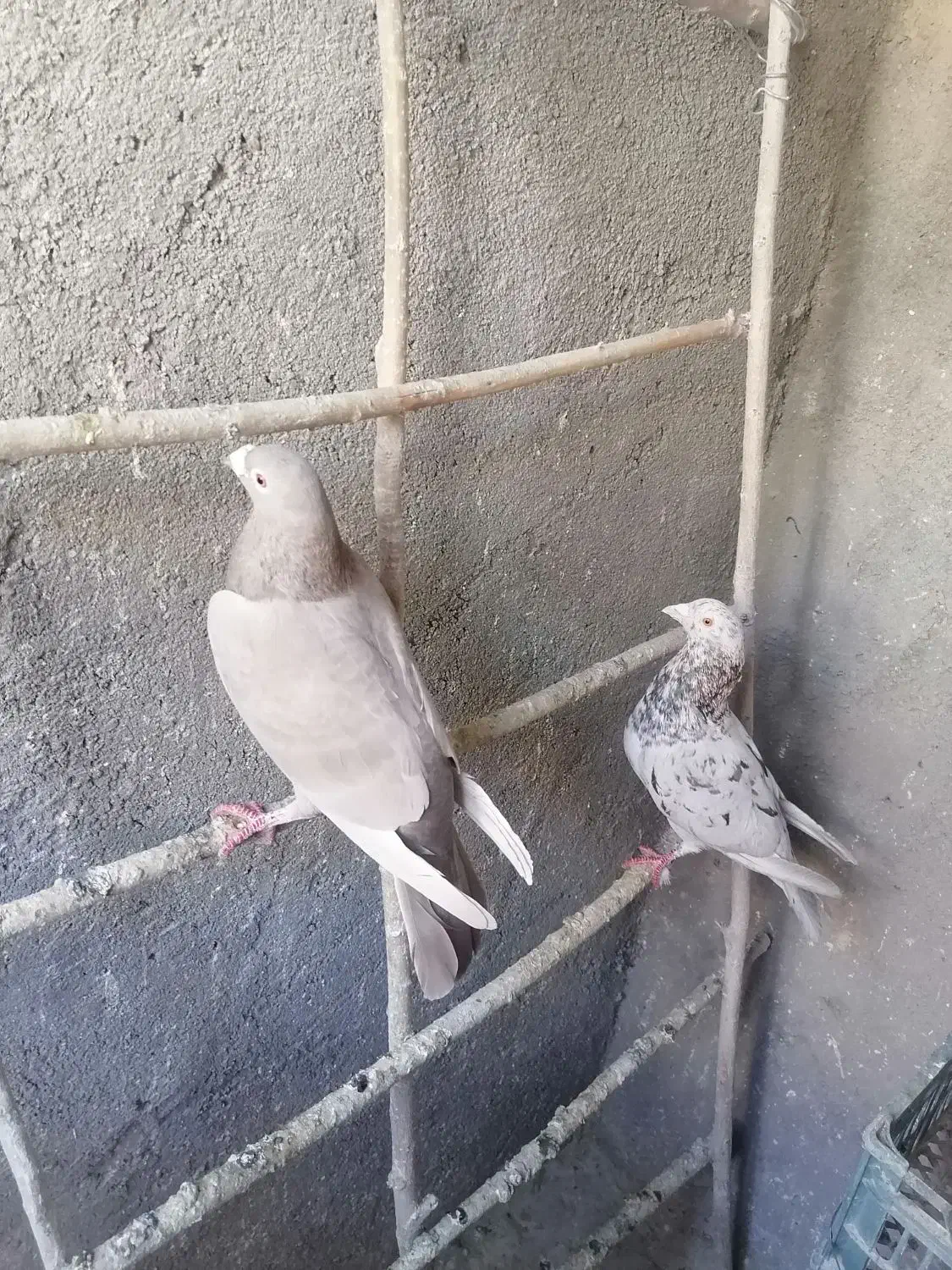 سه عدد کبوتر نامور اس|پرنده|کنگاور, |دیوار