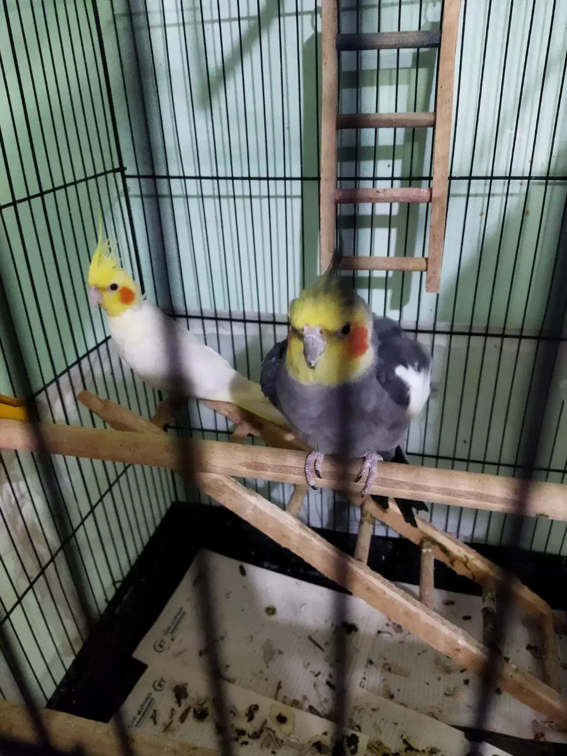 عروس هلندی|پرنده|آمل, |دیوار