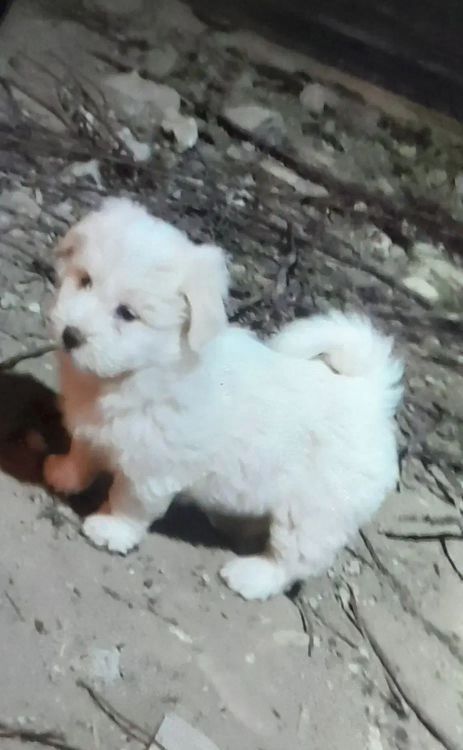 سگ پاکوتا|سگ|اردبیل, |دیوار