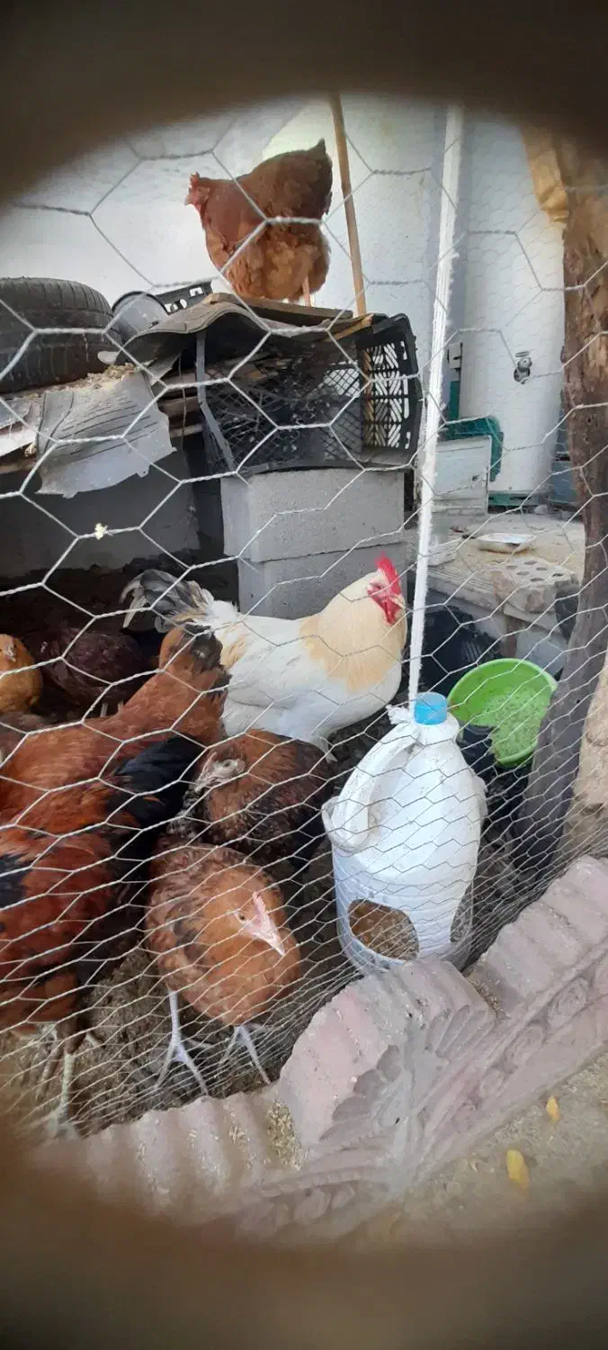 فروش فوری مرغ و نیمچه مرغ محلی از نژاد خوب|حیوانات مزرعه|گالیکش, |دیوار