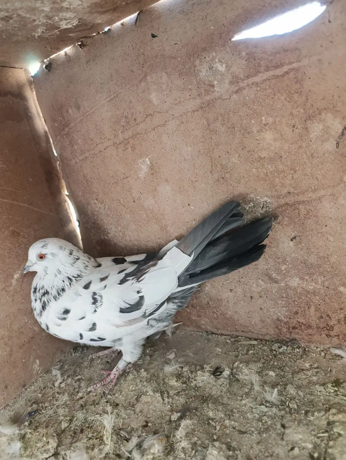 کفتر|پرنده|گلپایگان, |دیوار