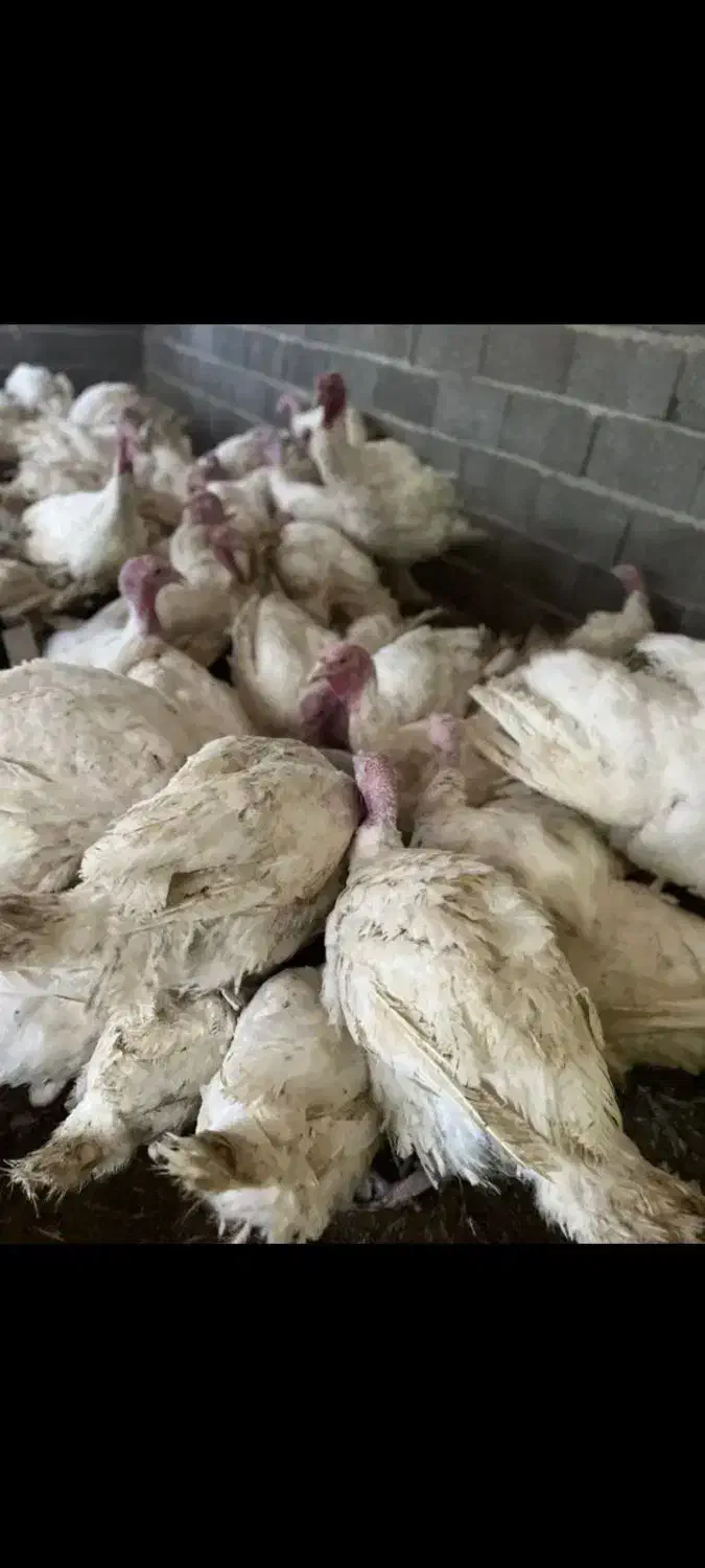 بوقلمون زنده|حیوانات مزرعه|بیرجند, |دیوار