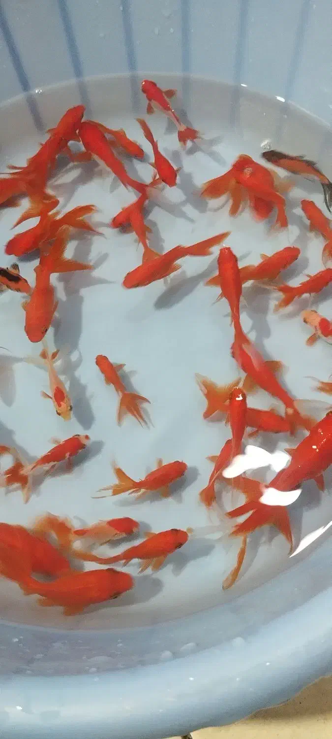 ماهی گلدفیش ماهی عید ماهی قرمز|ماهی|نسیم‌شهر, |دیوار