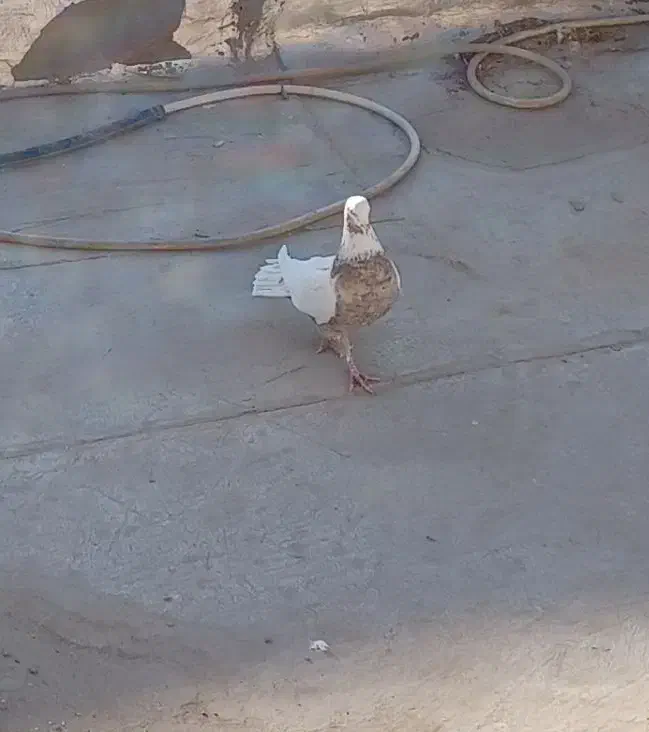 کبوتر ها فروشی|پرنده|ورامین, خیر آباد|دیوار