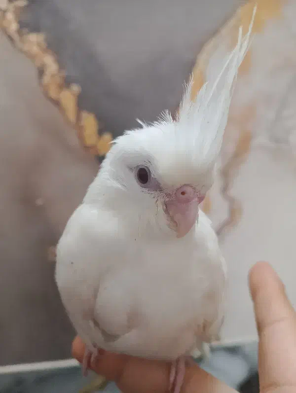 جوجه عروس هلندی آلبینو 37روزه|پرنده|خمین, |دیوار