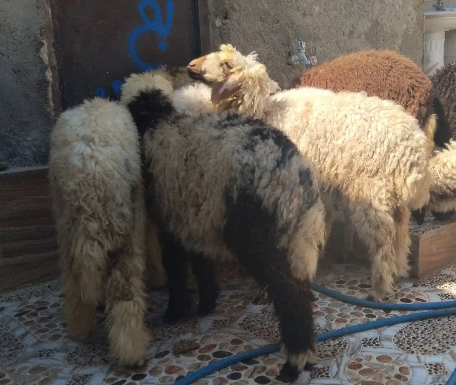 بز با بره درهندیجان|حیوانات مزرعه|بندر ماهشهر, |دیوار