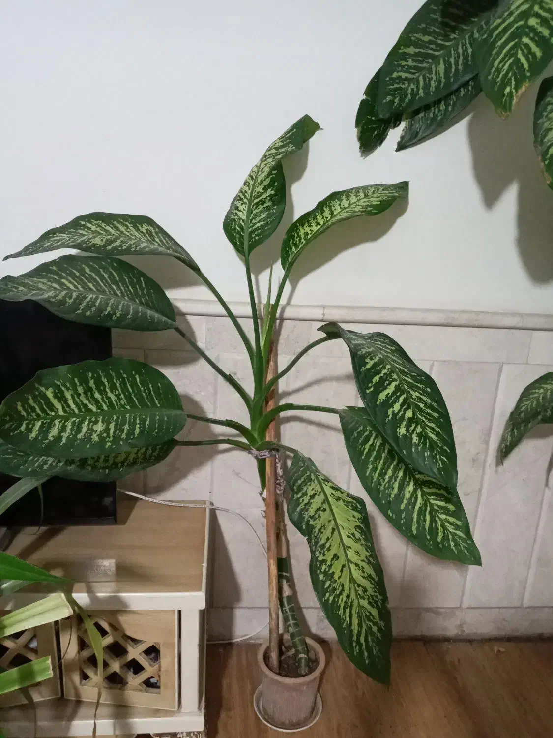 گل دیفن|گل و گیاه طبیعی|نیشابور, شهرک بسیج|دیوار