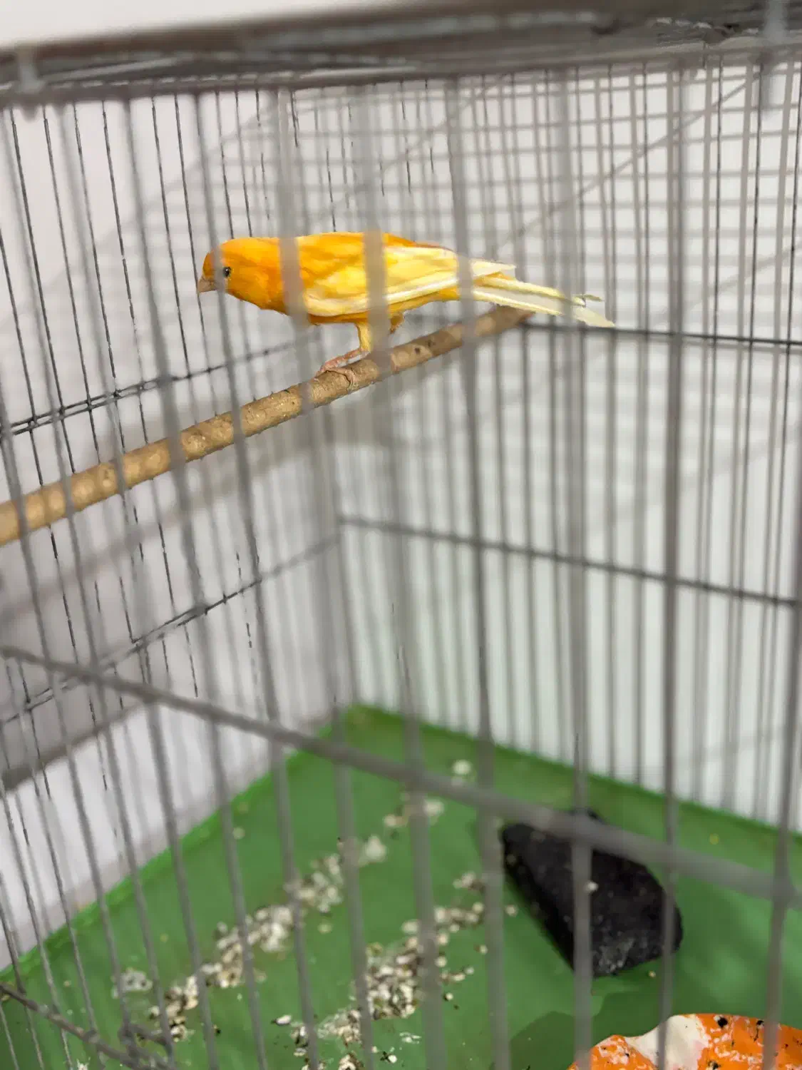 قناری|پرنده|یزد, |دیوار