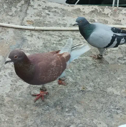 کفتر پرشی|پرنده|شیروان (خراسان), |دیوار