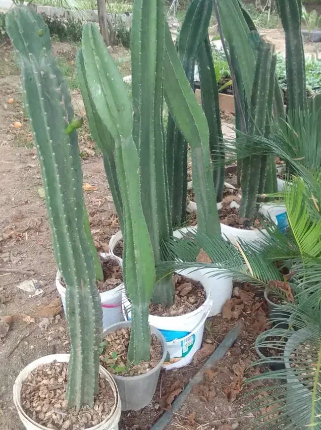 کاکتوس|گل و گیاه طبیعی|کلاچای, |دیوار