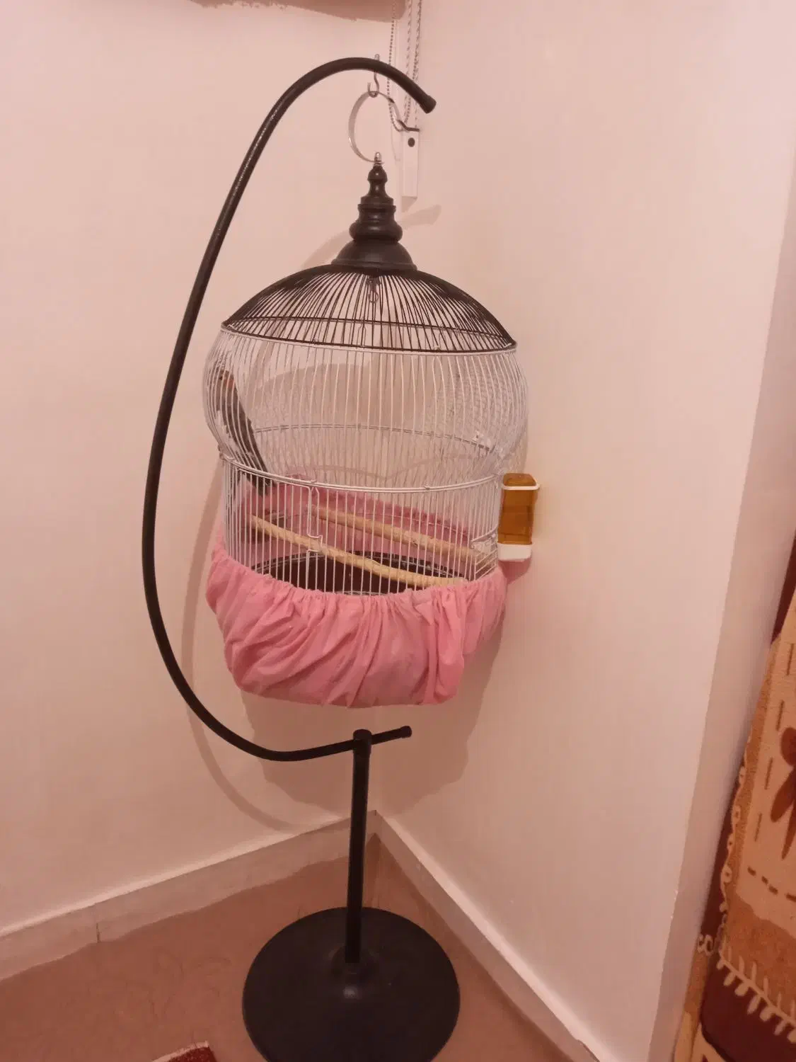 عروس هلندی طوسی|پرنده|تبریز, |دیوار