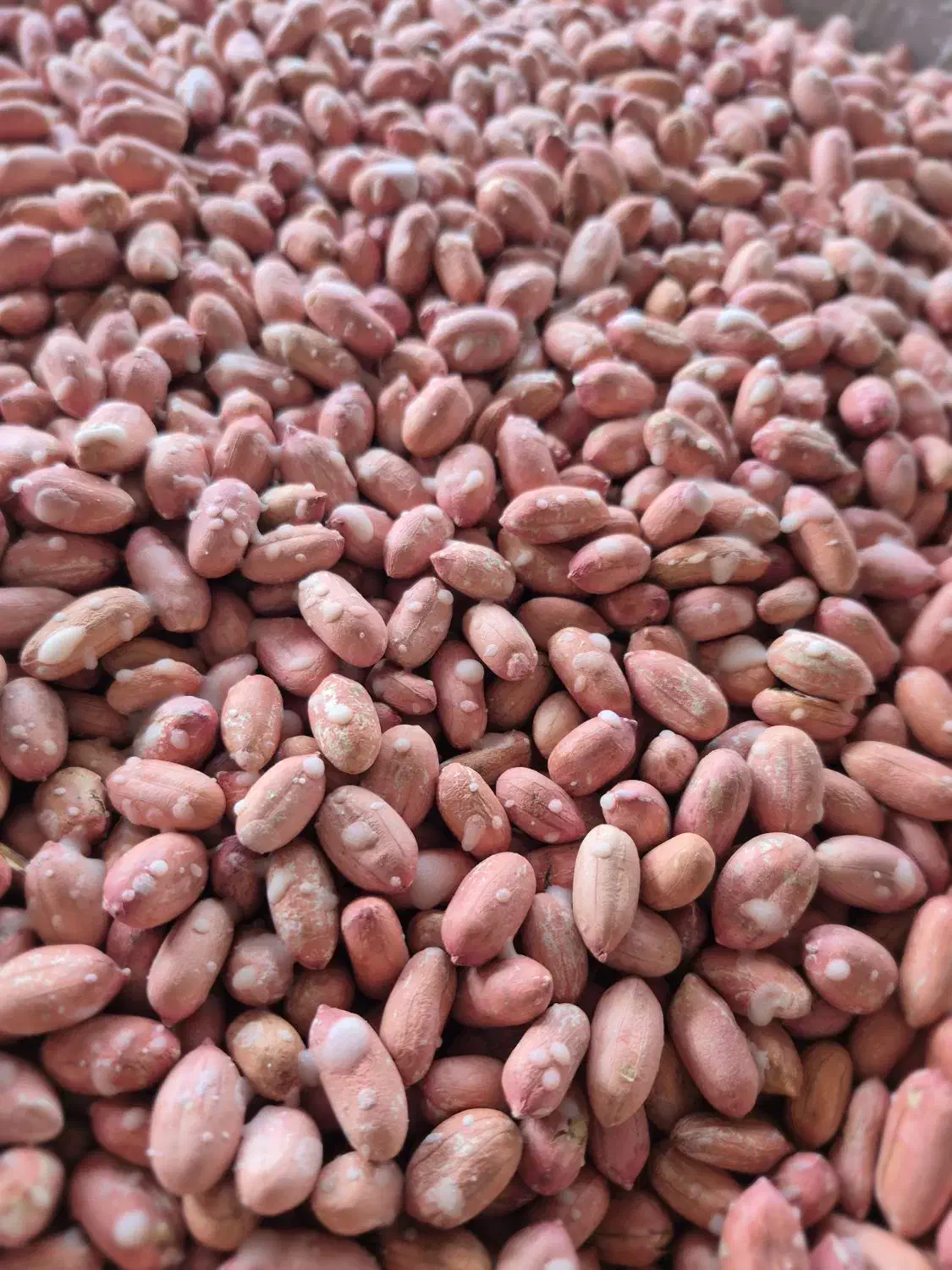 بادام زمینی وکره بادام|خوردنی و آشامیدنی|کیاشهر, |دیوار