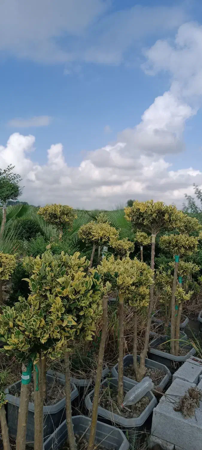 یاس هلندی سبز زمینی و ابلق گلدون۴۵|گل و گیاه طبیعی|آمل, |دیوار