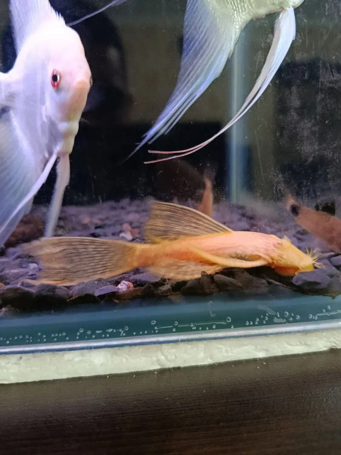 kat fish|ماهی|تهران, جوادیه|دیوار